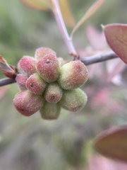 Andricus quercusformosus