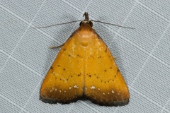 Polypogon mundiferalis