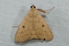 Simplicia robustalis