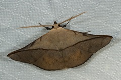 Heterospila nigripalpis