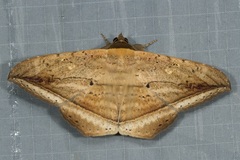 Hulodes donata
