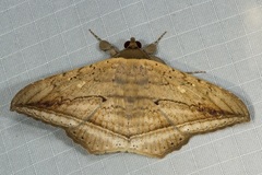 Hulodes donata