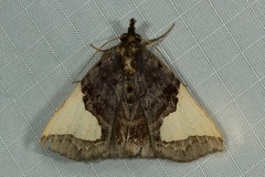 Ochrotrigona triangulifera