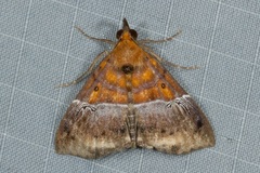 Euphiuche picta