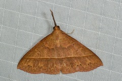 Marapana