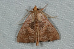 Hyperlopha discontenta