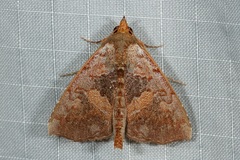 Hyperlopha discontenta