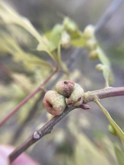 Andricus quercusformosus