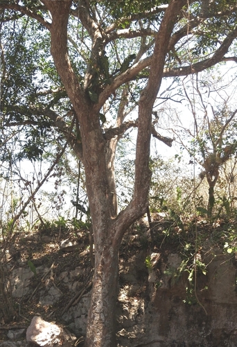 Image of Black Poisonwood (Metopium brownei) by (c) Sebastián de Jesús Herrera Buenfil, some rights reserved (CC BY)