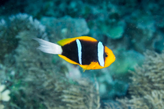 Orangefin Anemonefish photo 3