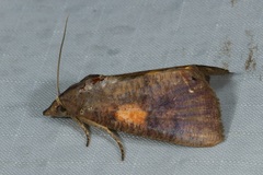 Hypocala violacea