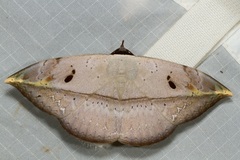Hypopyra ossigeroides