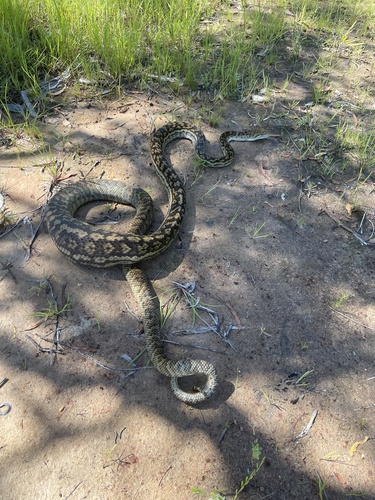 Australian Scrub Python sighting