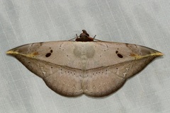 Hypopyra ossigeroides