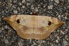 Hypopyra ossigeroides