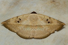 Hypopyra ossigeroides