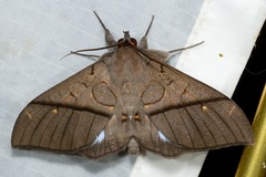 Ischyja hagenii