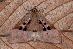 Ischyja marapok