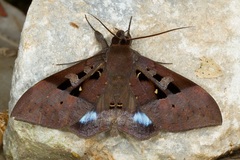 Ischyja marapok