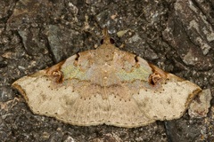 Lignicida grisechana