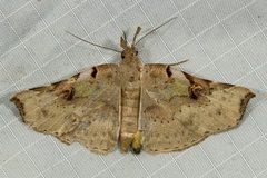 Lignicida grisechana