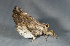 Masca abactalis
