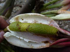 Philodendron sparreorum