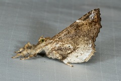 Masca abactalis