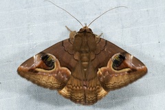 Ommatophora luminosa