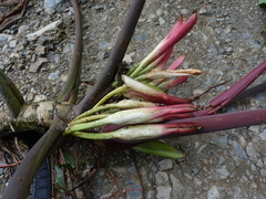 Philodendron sparreorum