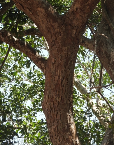 Image of Black Poisonwood (Metopium brownei) by (c) Sebastián de Jesús Herrera Buenfil, some rights reserved (CC BY)