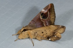 Ommatophora luminosa