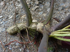 Philodendron sparreorum