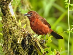 Silver-Beaked Tanager photo 4