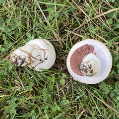 Agaricus