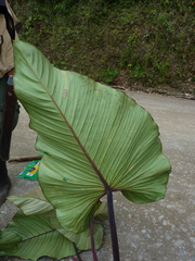 Philodendron sparreorum