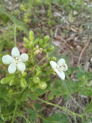 Cnidoscolus multilobus