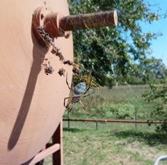 Trichonephila sexpunctata