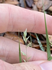 Eragrostis pectinacea pectinacea