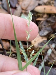 Eragrostis pectinacea pectinacea