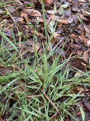 Eragrostis pectinacea pectinacea