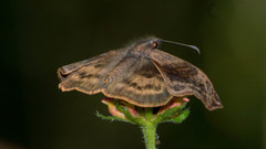 Theagenes dichrous