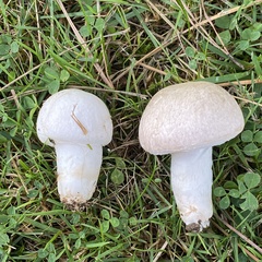 Agaricus