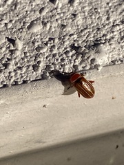 Disonycha conjugata