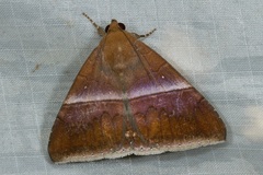 Parallelia calefaciens