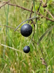 Passiflora hyacinthiflora