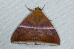 Parallelia calefaciens