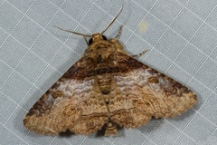 Pericyma cruegeri