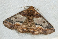 Pericyma cruegeri