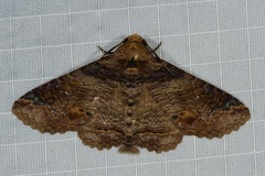Pericyma cruegeri
